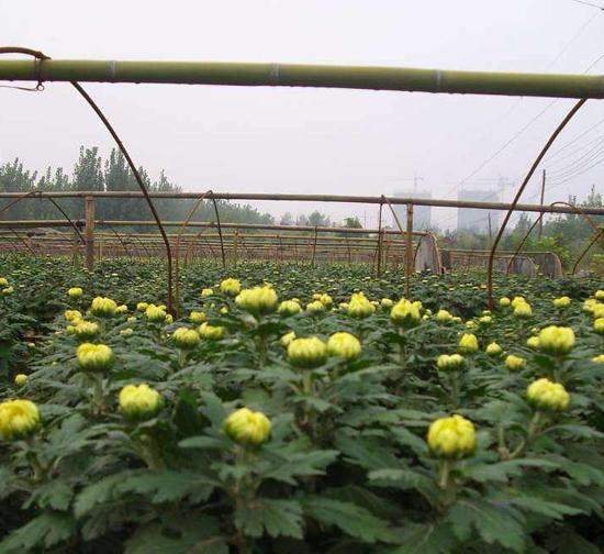 林芝菊花种苗基地